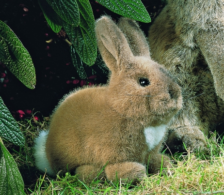 Kleines Kaninchen Purzel - Kösen